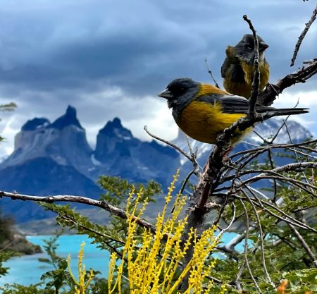 Conoce las Torres del Paine