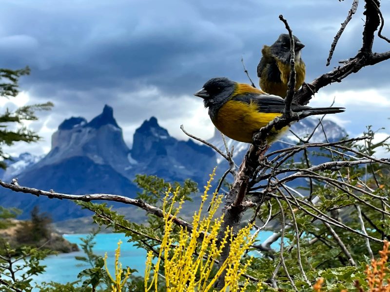 Conoce las Torres del Paine