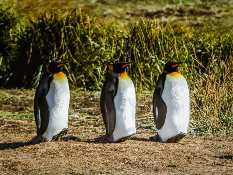 Conoce las Torres del Paine